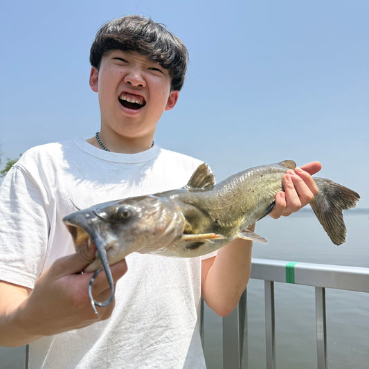 アメリカナマズ!