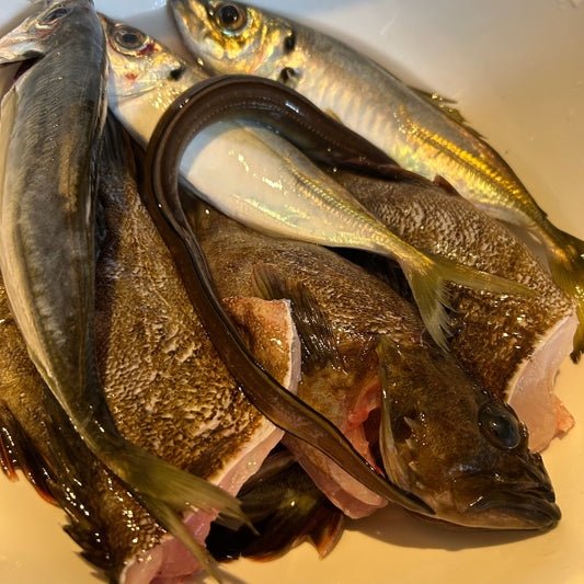 アジ！カサゴ！アナゴ！メバル！